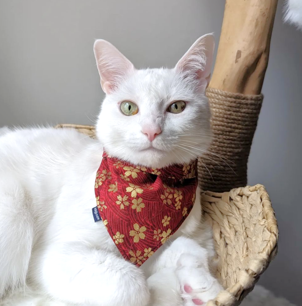 A customer's cat wearing a red Japanese wave with cherry blossom pet bandana from KIKI Japan.