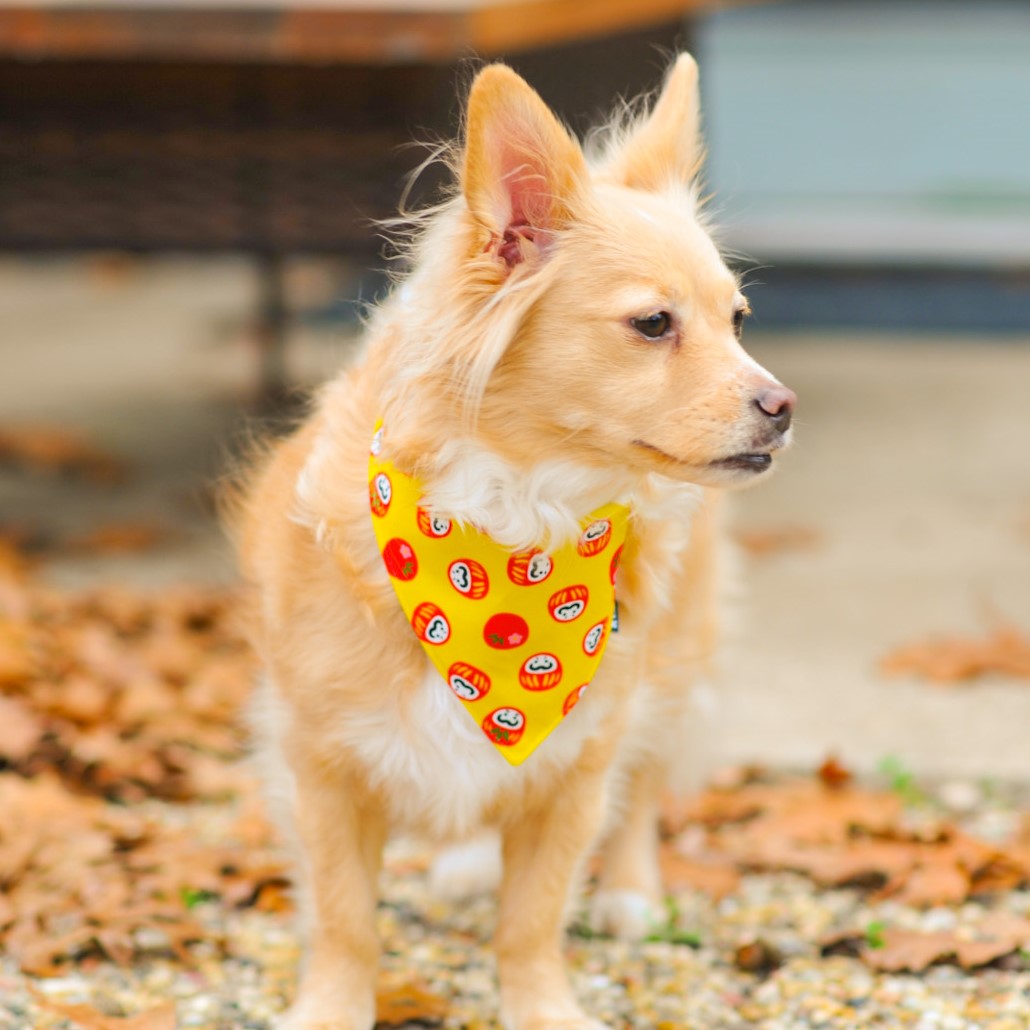 A dog model wearing Yellow Daruma Pet Bandana from KIKI Japan