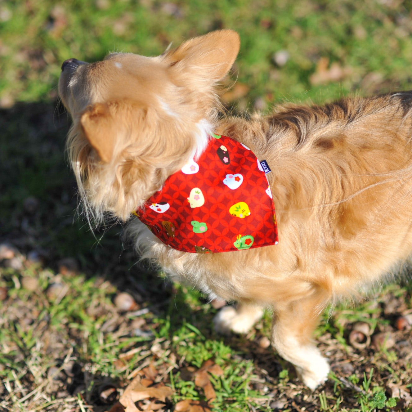 A dog model wearing Red Chinese Zodiac Pet Bandana from KIKI Japan