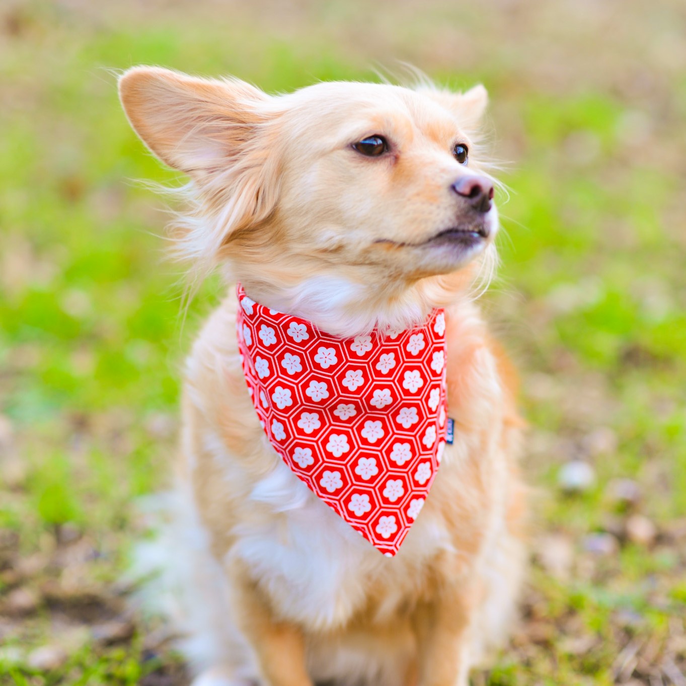 A dog model wearing Red Kikko Hanabishi Pet Bandana from KIKI Japan