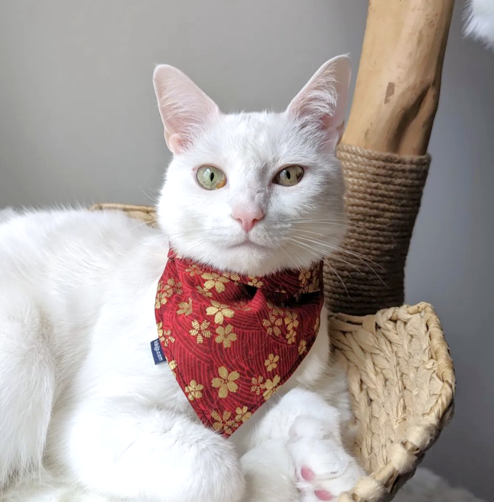 A customer's cat wearing a red Japanese wave with cherry blossom pet bandana from KIKI Japan. 