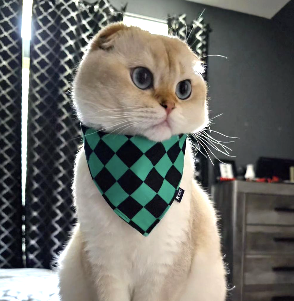 A customer's cat wearing a green and black Ichimatsu (traditional Japanese pattern) pet bandana from KIKI Japan.