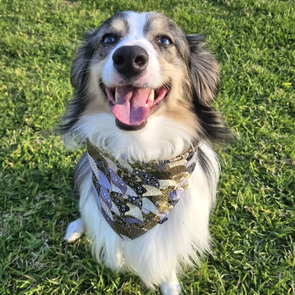 A customer's dog wearing a purple traditional Japanese pattern pet bandana from KIKI Japan.