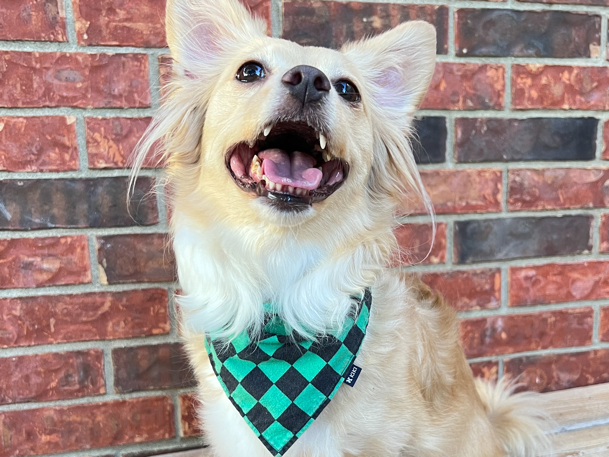 A dog model wearing a green and black Ichimatsu (traditional Japanese pattern) pet bandana from KIKI Japan. She weighs 20 lbs and is wearing a small size pet bandana.