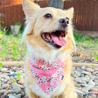 A dog model wearing Pink Japanese Plum Blossom II Pet Bandana from KIKI Japan