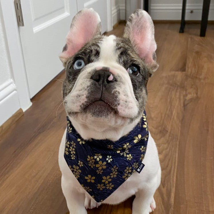 A customer's dog wearing a navy blue Japanese wave with cherry blossom pet bandana from KIKI Japan.