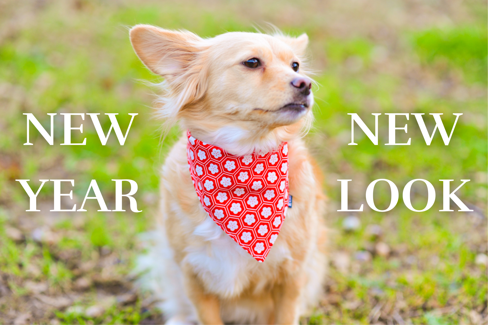 A dog model wearing a dog bandana from KIKI Japan