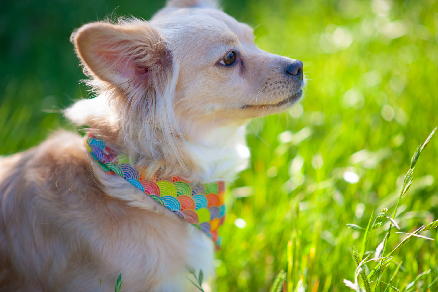 A dog model wearing a rainbow Japanese wave (traditional Japanese pattern) pet bandana from KIKI Japan. She weighs 20 lbs and is wearing a small size pet bandana.