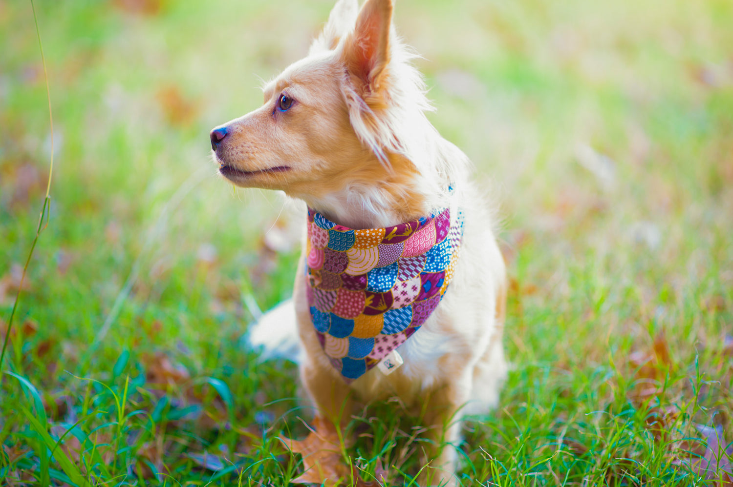 A dog model wearing a pink traditional Japanese pattern bandana. She weighs 20 lbs and is wearing a small size pet bandana.